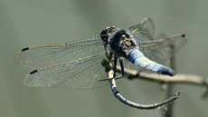 Blaugrüne Mosaikjungfer (5).jpg